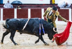 NOVILLADA PASADA POR AGUA EN LA SANTAMARIA