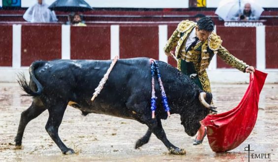 NOVILLADA PASADA POR AGUA EN LA SANTAMARIA