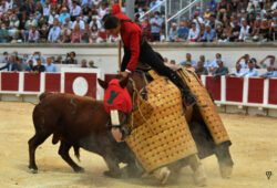 PERSPECTIVA TAURINA