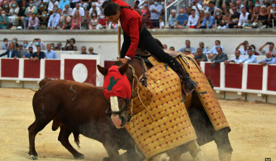 PERSPECTIVA TAURINA