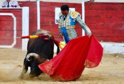 OREJAS PARA LA TERNA EN BAZA