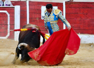 OREJAS PARA LA TERNA EN BAZA