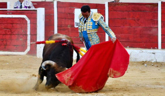 OREJAS PARA LA TERNA EN BAZA