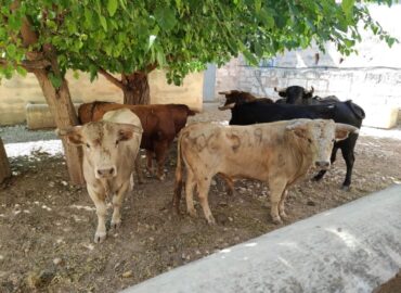 EL TORREON EN MALLORCA