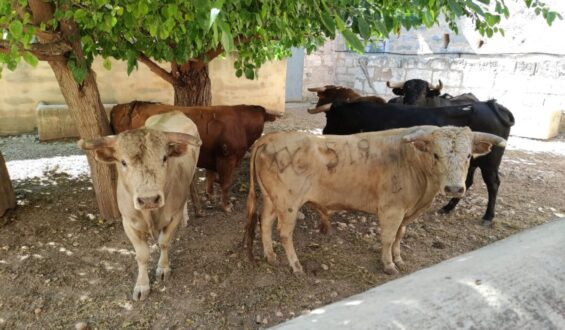 EL TORREON EN MALLORCA