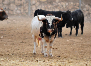 COMUNIDAD DE MADRID OFRECE APOYO ECONOMICO