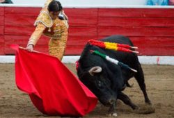 UN GRAN TORO PARA UN GRAN TORERO