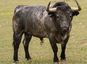 NO PASARON LOS TOROS DE PALHA Y VICTORINO MARTIN PARA LA ENCERRONA DE EMILIO DE JUSTO EN MADRID