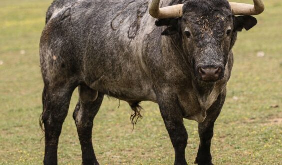 NO PASARON LOS TOROS DE PALHA Y VICTORINO MARTIN PARA LA ENCERRONA DE EMILIO DE JUSTO EN MADRID