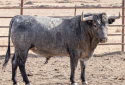 “DIEGO VENTURA” SOLITARIO EN MÉRIDA