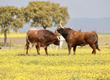 GRANDES FERIAS EN DAX