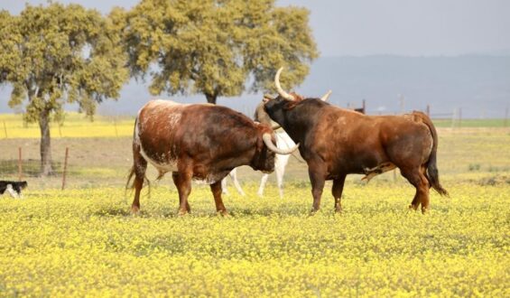 GRANDES FERIAS EN DAX