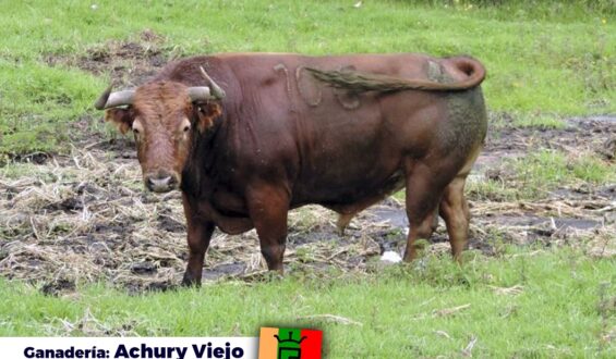 CORRIDA DE COLOMBIANOS PARA EL 26 DE DICIEMBRE