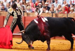 TODOS LOS TOROS LE VALEN A ROCA REY. CORTO LA OREJA DE CADA UNO DE SUS OPONENTES