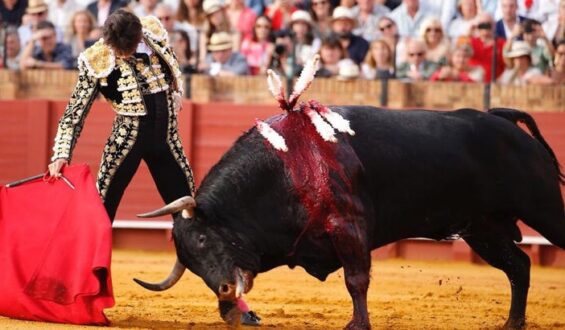 TODOS LOS TOROS LE VALEN A ROCA REY. CORTO LA OREJA DE CADA UNO DE SUS OPONENTES