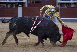 2ª NOVILLADA PASADA POR AGUA