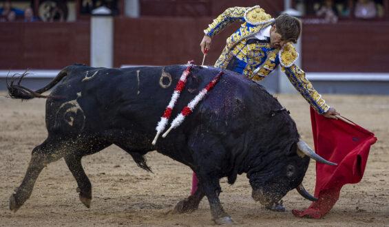 2ª NOVILLADA PASADA POR AGUA