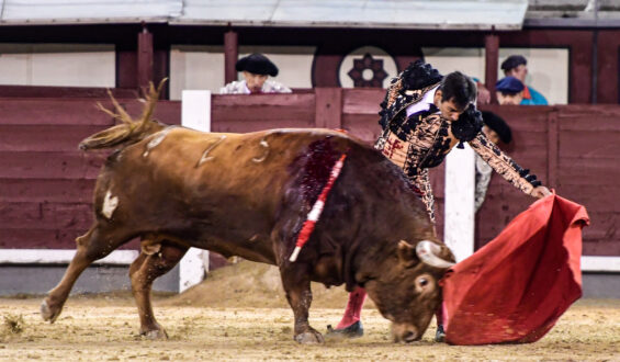 “GOMEZ DEL PILAR” y PEDRAZA de YELTES… Ganadores