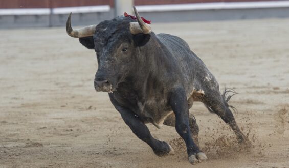 SAN ISIDRO 2024