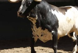 “ALCURRUCEN” LE QUEDÓ DEBIENDO A SEVILLA