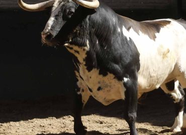 “ALCURRUCEN” LE QUEDÓ DEBIENDO A SEVILLA