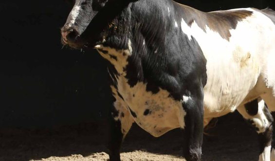 “ALCURRUCEN” LE QUEDÓ DEBIENDO A SEVILLA