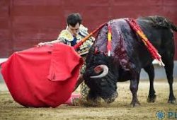 SOLITARIA OREJA PARA TOMAS RUFO EN LAS VENTAS