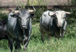 CAMPO REAL DEBUTA EN LA FERIA DE CALI 2024