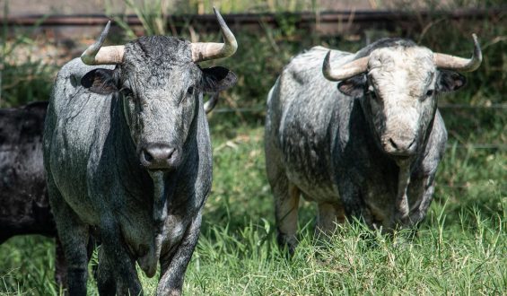 CAMPO REAL DEBUTA EN LA FERIA DE CALI 2024