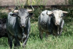 DE TRES SEMENTALES SON LOS TOROS DE “CAMPO REAL” QUE SE LIDIARAN EN CALI