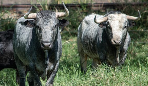 DE TRES SEMENTALES SON LOS TOROS DE “CAMPO REAL” QUE SE LIDIARAN EN CALI