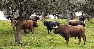 NO HAY DISCULPA PARA NO ASISTIR, ¡TODOS A LOS TOROS!