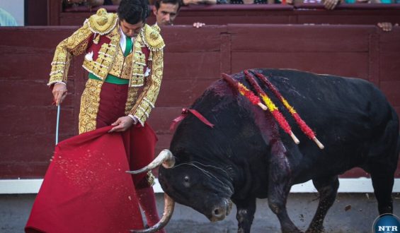 SIN OREJAS LA CORRIDA DE LA PRENSA EN SUS 125 AÑOS. FAENA PARA EL RECUERDO DE MORANTE DE LA PUEBLA.