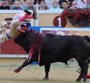 CORNADAS Y OREJA A JUAN DE CASTILLA EN BAYONA.
