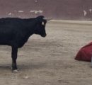 JUAN DE CASTILLA ANUNCIA SU PRESENCIA EN DAX Y MADRID