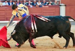 FAENÓN DE SEBASTIAN CASTELLA SIN ESPADA CON UN TORO DE VUELTA AL RUEDO