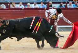 DETALLES DE JAROCHO EN SU LOTE EN LA DECIMO SEPTIMA CORRIDA DE ABONO MADRILEÑO