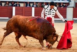 INICIO DE SAN ISIDRO CON PUERTA GRANDE PARA ALEJANDRO TALAVANTE