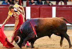 UN GRAN TORO DE EL CONDE DE MAYALDE LE PERMITE A ROMAN CORTAR UNA OREJA