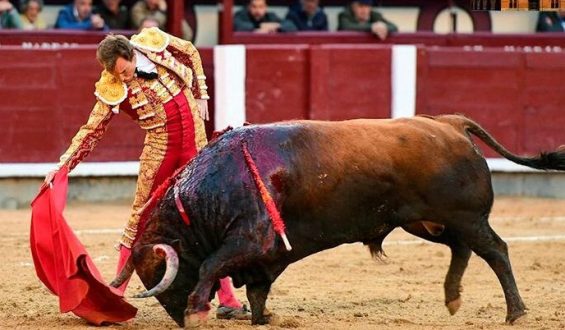 UN GRAN TORO DE EL CONDE DE MAYALDE LE PERMITE A ROMAN CORTAR UNA OREJA